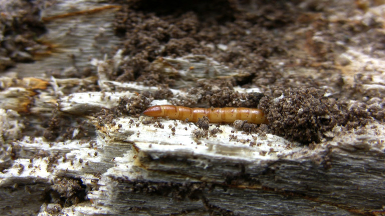 Larva di Elateridae o Tenebrionidae